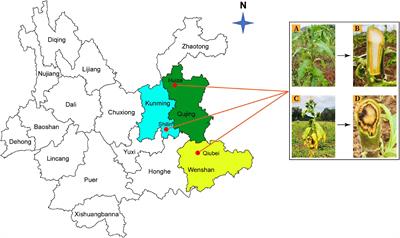 Microbial Cross-Talk: Dissecting the Core Microbiota Associated With Flue-Cured Tobacco (Nicotiana tabacum) Plants Under Healthy and Diseased State